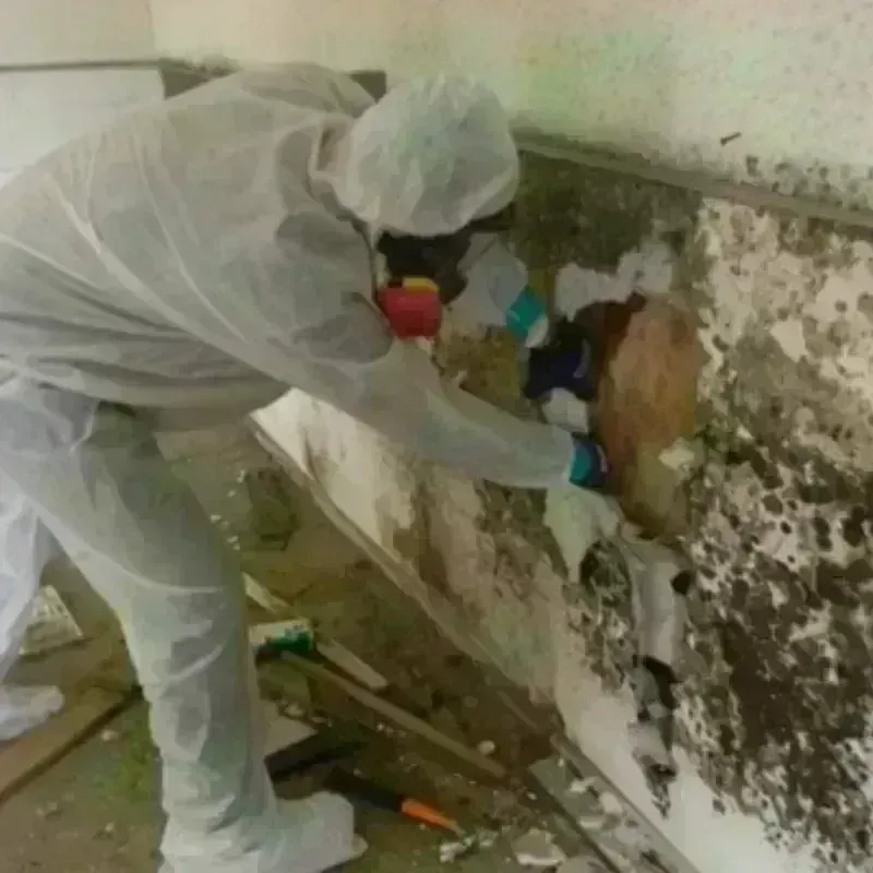 Mold Remediation and Removal in Romeoville, IL